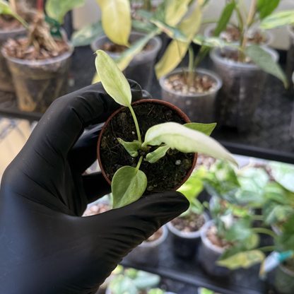 Anthurium vittariifolium 'Variegated'
