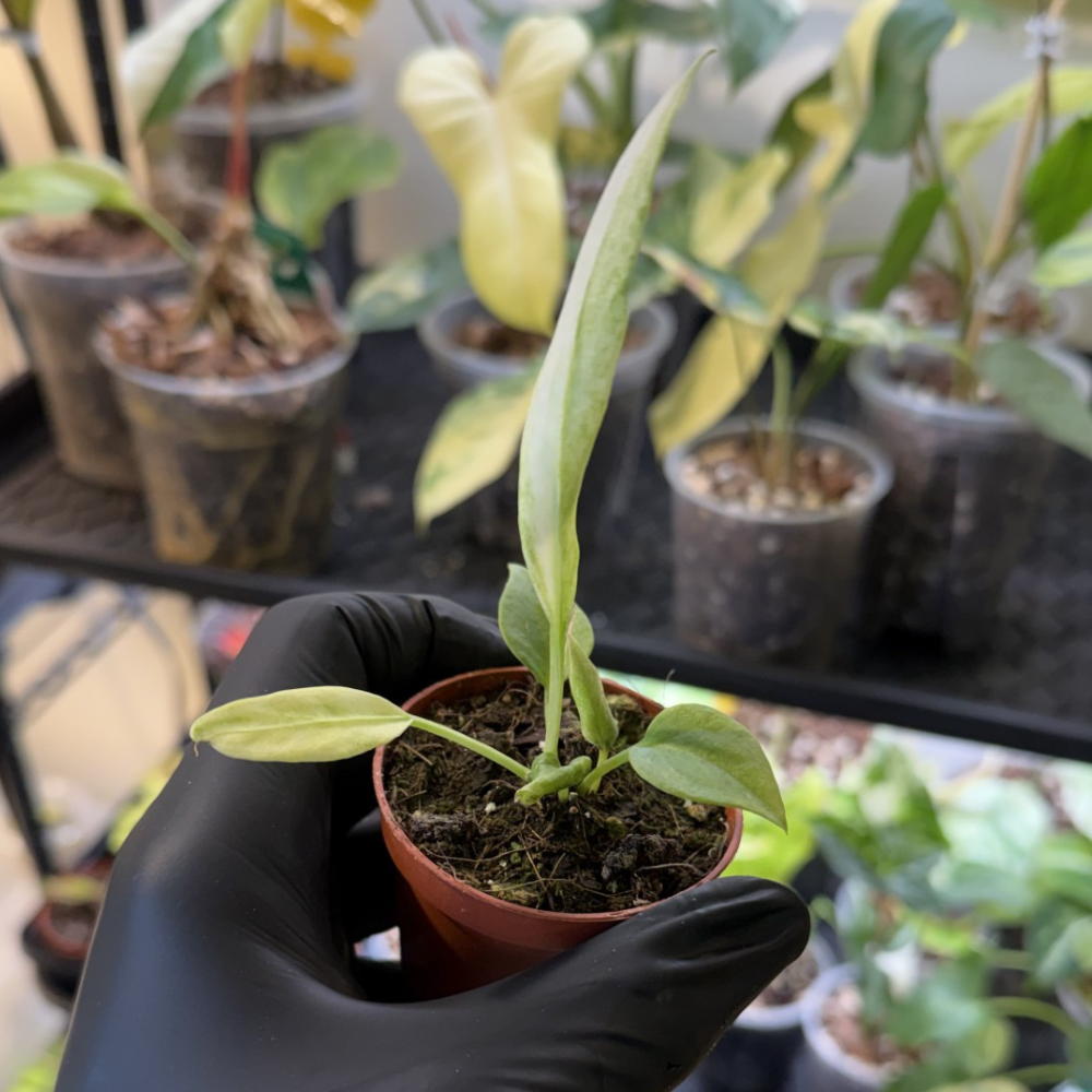 Anthurium vittariifolium 'Variegated'