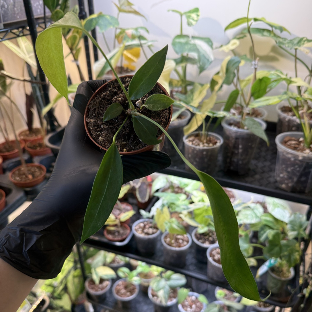 Anthurium wendlingeri