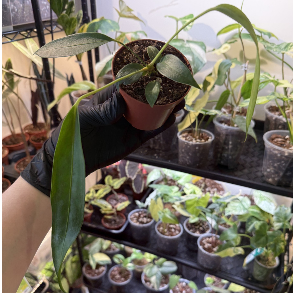 Anthurium wendlingeri