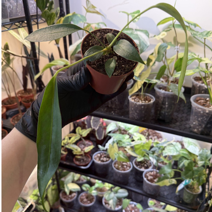 Anthurium wendlingeri