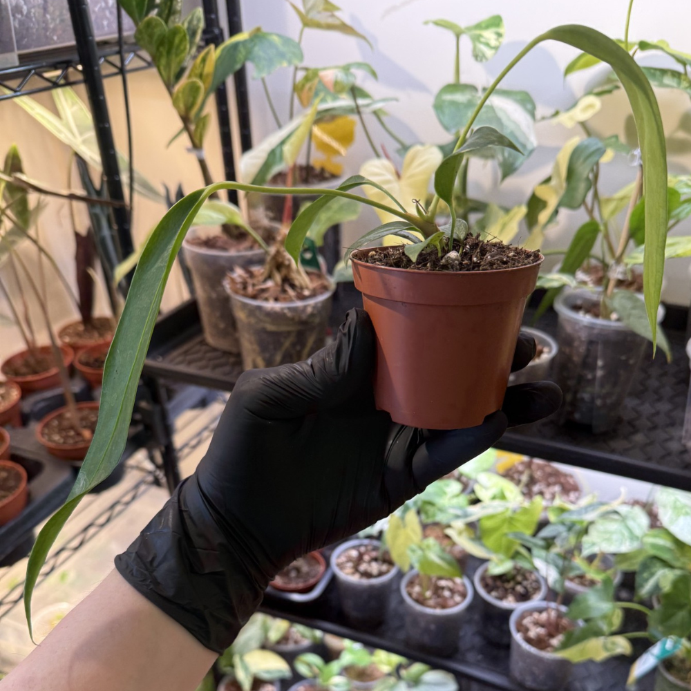 Anthurium wendlingeri