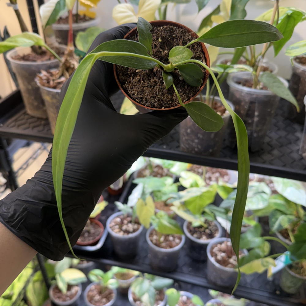 Anthurium wendlingeri