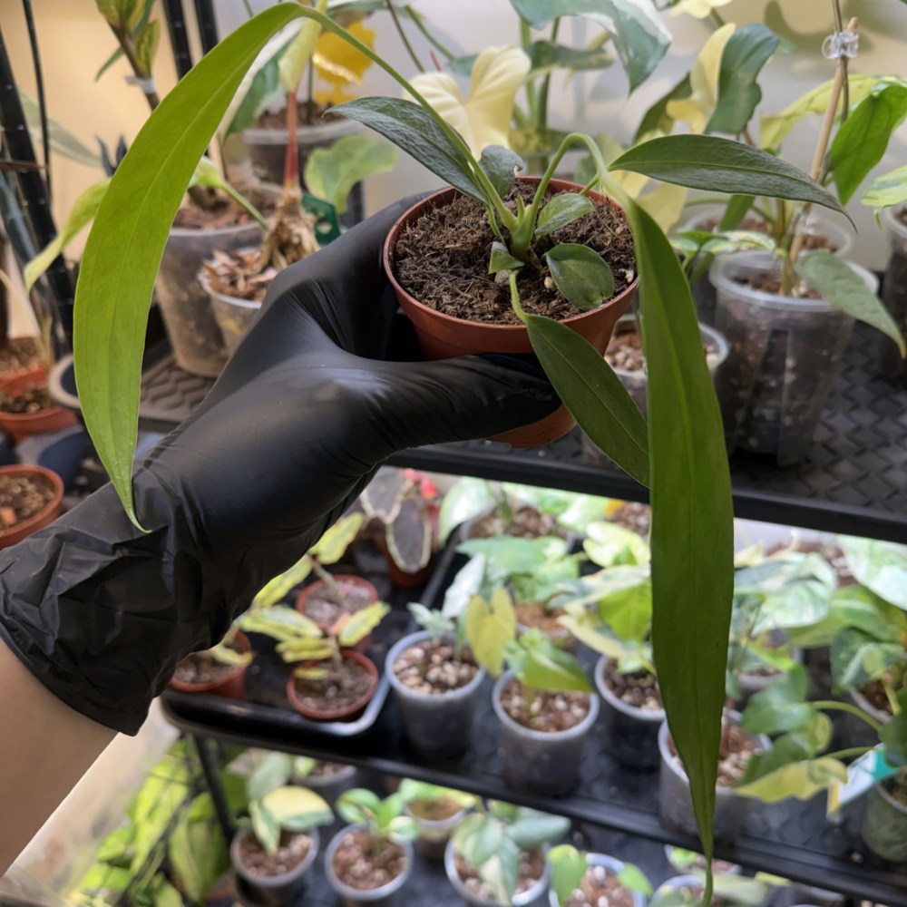Anthurium wendlingeri
