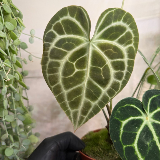 Anthurium clarinervium 12cm - #1