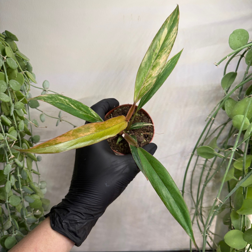 Philodendron 'Caramel Marble' 8cm - #4