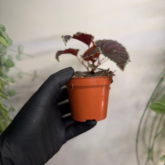 Begonia darthvaderiana 'Green Spots' 8cm - #2