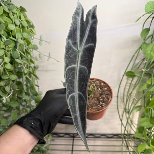 Alocasia longiloba 'Purple'