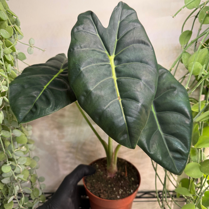 Alocasia 'Golden Bone' 12cm - #1