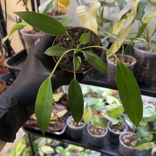 Anthurium wendlingeri