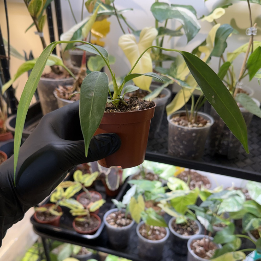 Anthurium wendlingeri