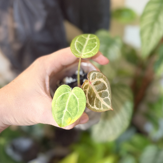 Anthurium 'Dora Bowl' x 'Michelle Var'