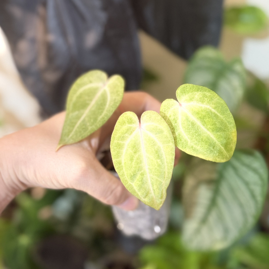 Anthurium papillilaminum 'Mint'