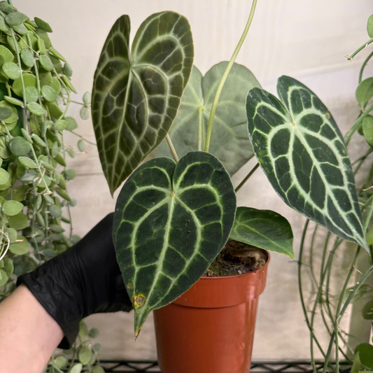 Anthurium clarinervium 12cm - #1