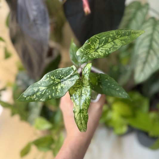Alocasia boyceana 'Shattered Glass'