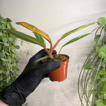 Philodendron 'Caramel Marble' 8cm - #4