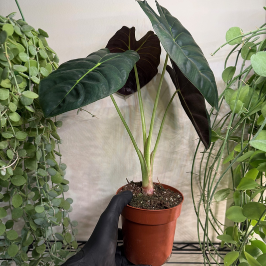Alocasia 'Golden Bone' 12cm - #1