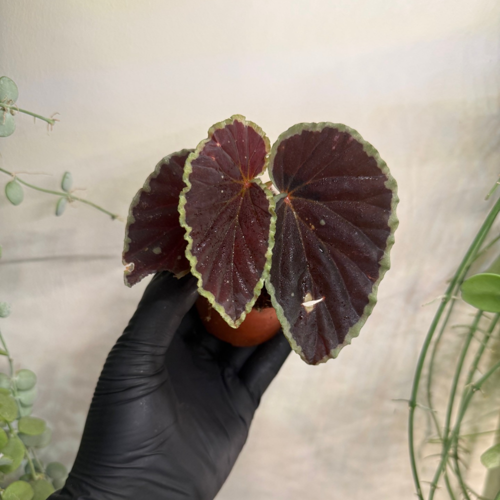 Begonia darthvaderiana 'Green Spots' 8cm - #3