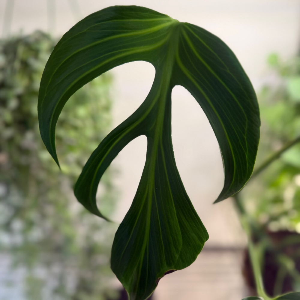 Monstera 'Burle Marx Flame' 15cm - #2