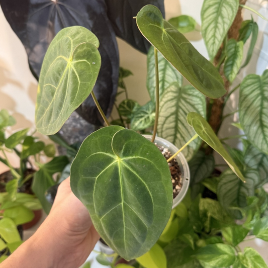 Anthurium papillilaminum 'Guna Yala'