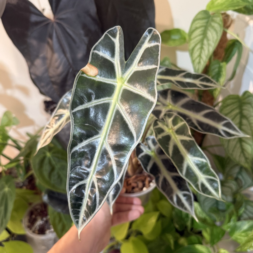 Alocasia 'Bambino'