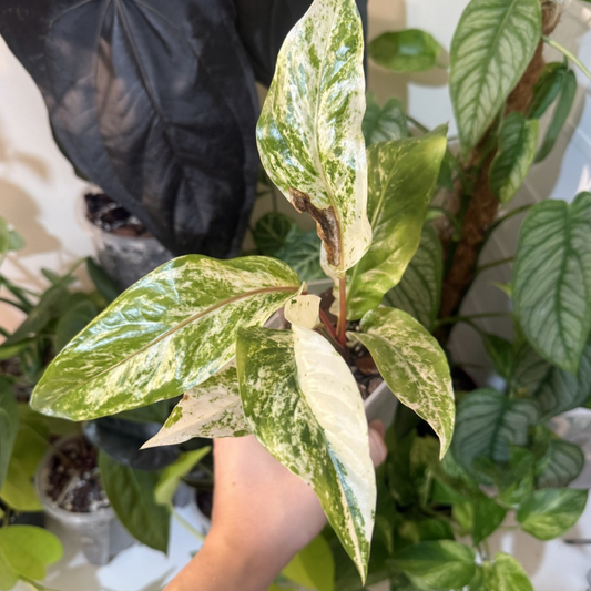 Anthurium hookeri 'White Variegated'