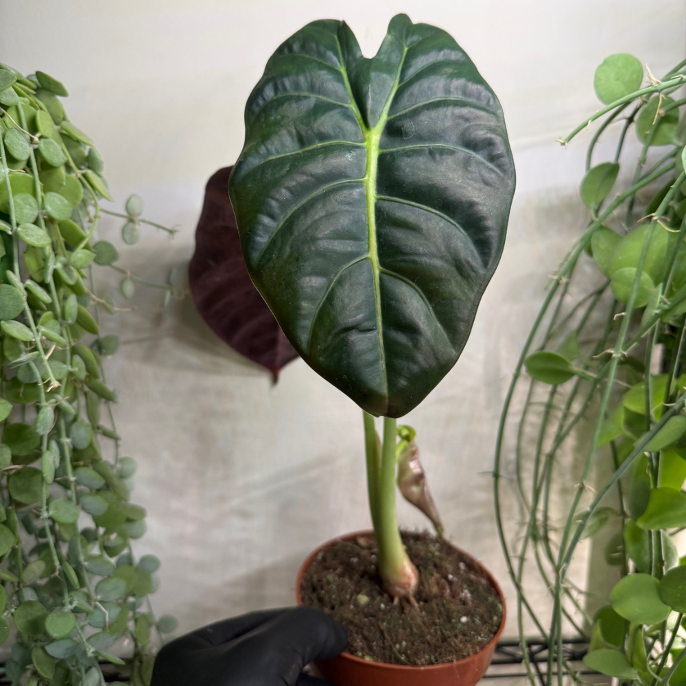 Alocasia 'Golden Bone' 12cm - #2