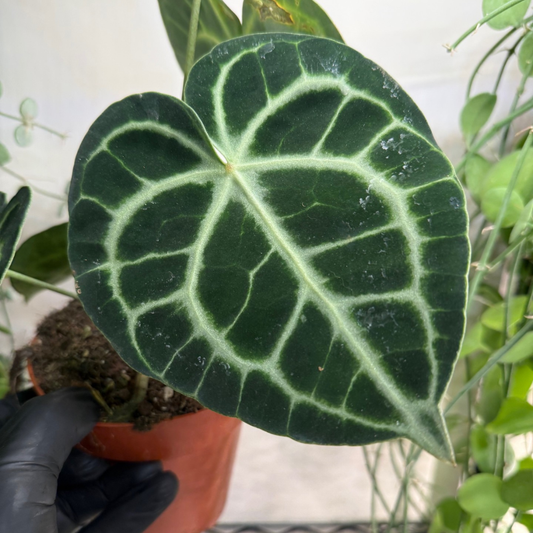 Anthurium clarinervium 12cm - #2