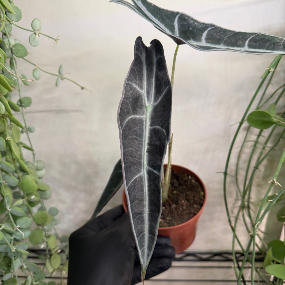 Alocasia longiloba 'Purple' 10.5cm - #2