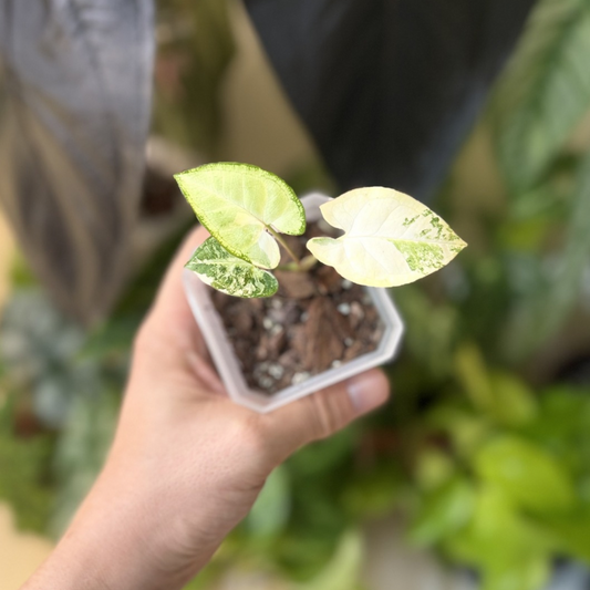 Syngonium 'White Butterfly Variegated'