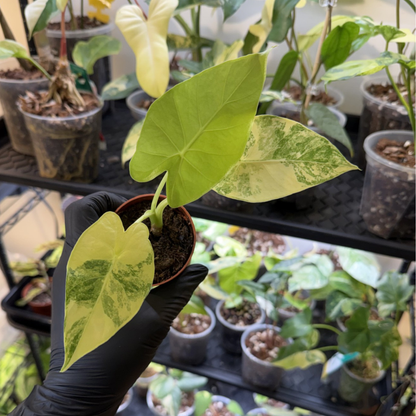 Alocasia odora 'Variegated'