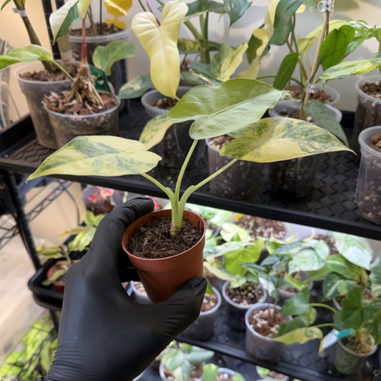 Alocasia odora 'Variegated'