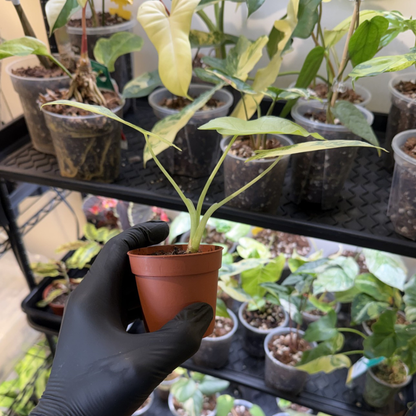 Alocasia odora 'Variegated'