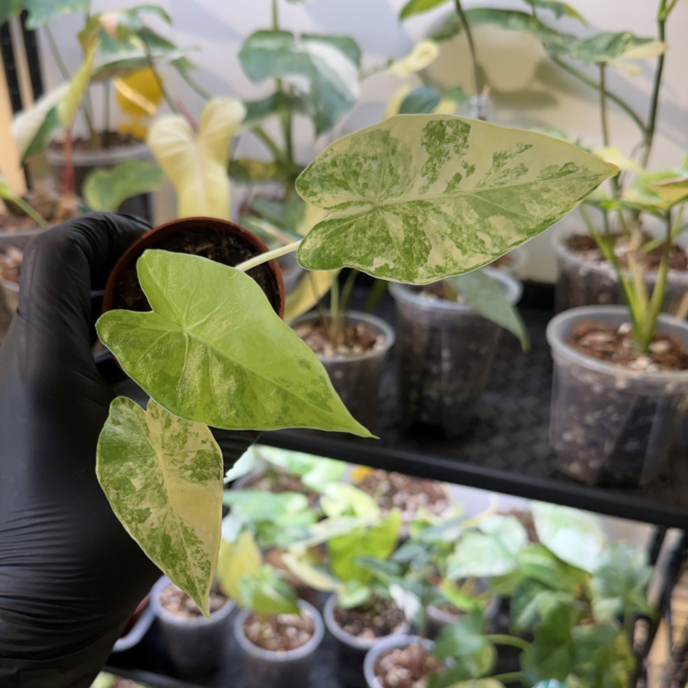 Alocasia odora 'Variegated'