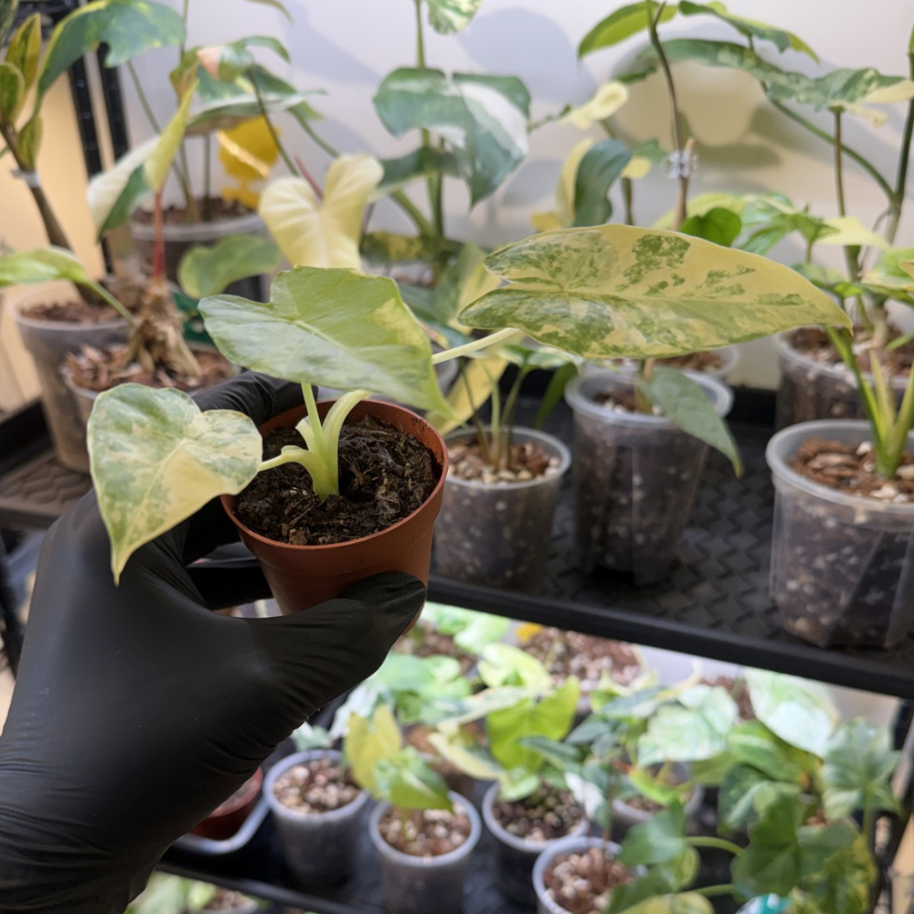 Alocasia odora 'Variegated'
