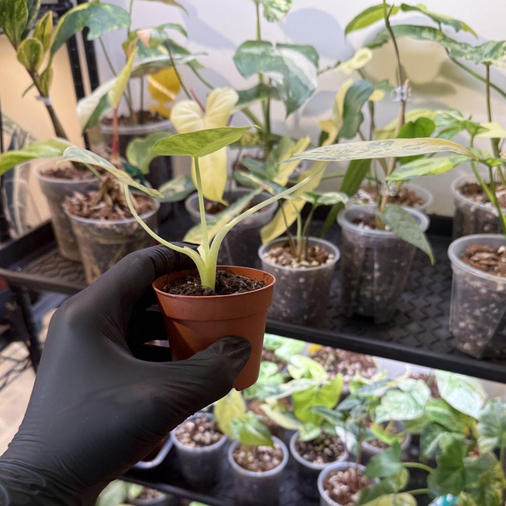 Alocasia odora 'Variegated'