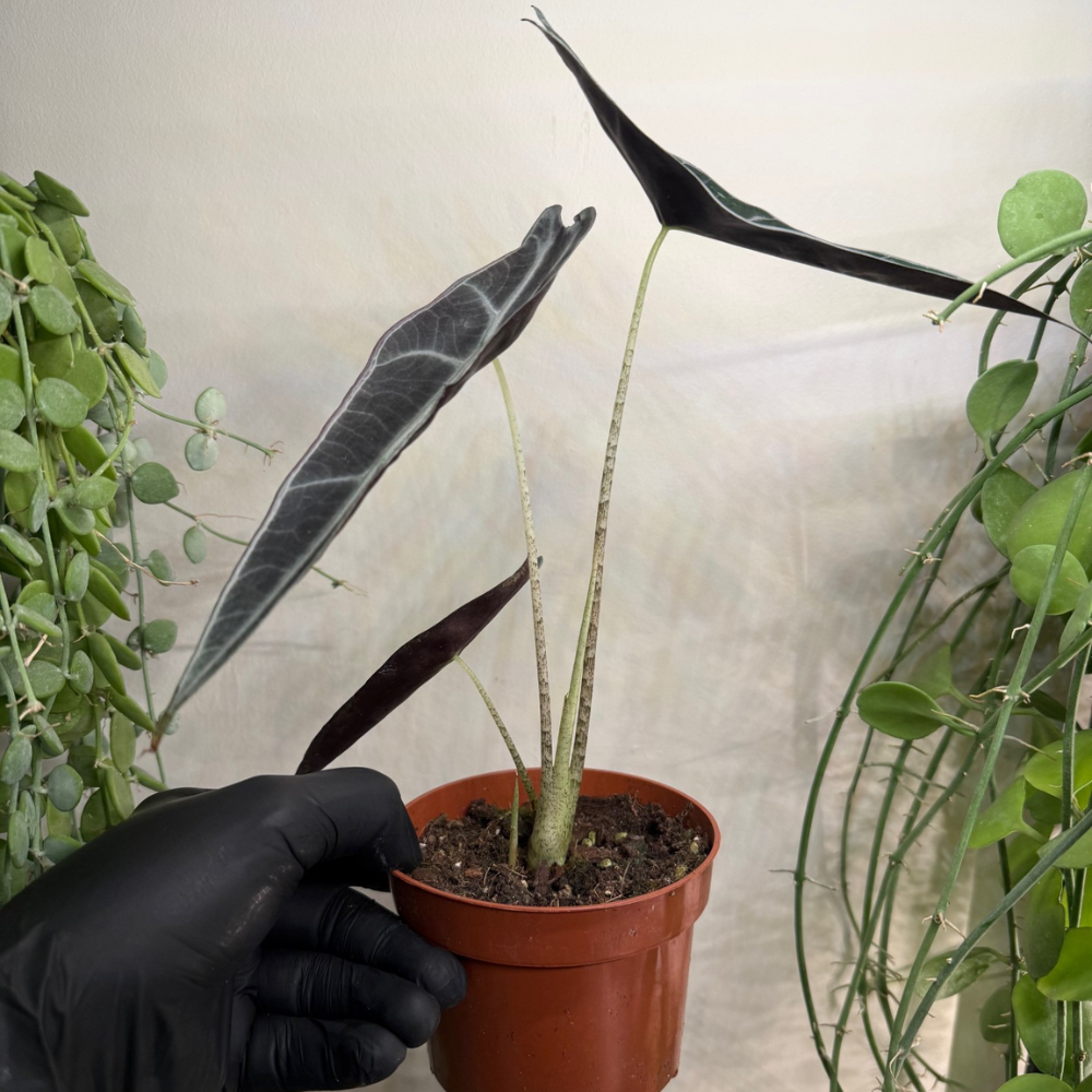 Alocasia longiloba 'Purple' 10.5cm - #2