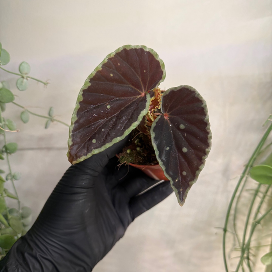 Begonia darthvaderiana 'Green Spots' 8cm - #4