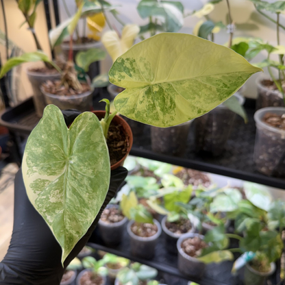 Alocasia odora 'Variegated'