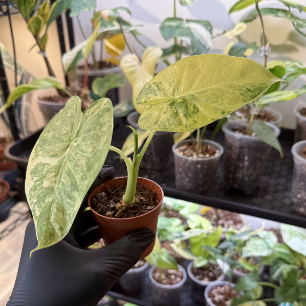 Alocasia odora 'Variegated'