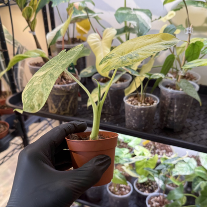 Alocasia odora 'Variegated'