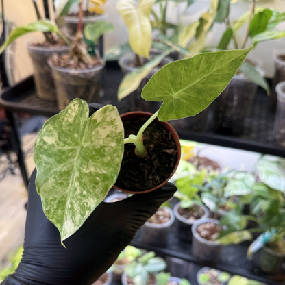 Alocasia odora 'Variegated'