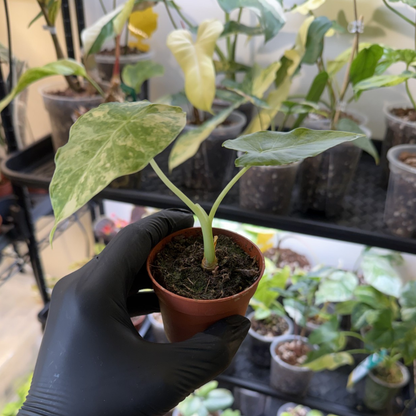 Alocasia odora 'Variegated'