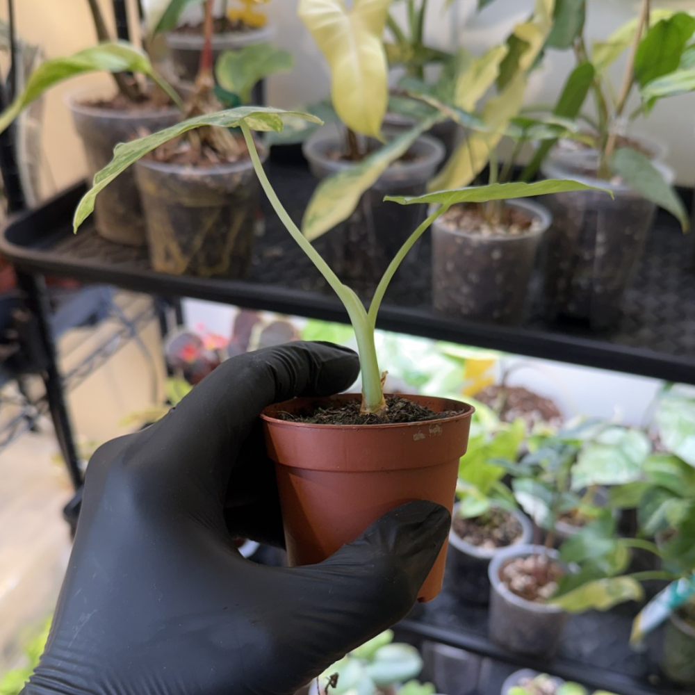 Alocasia odora 'Variegated'