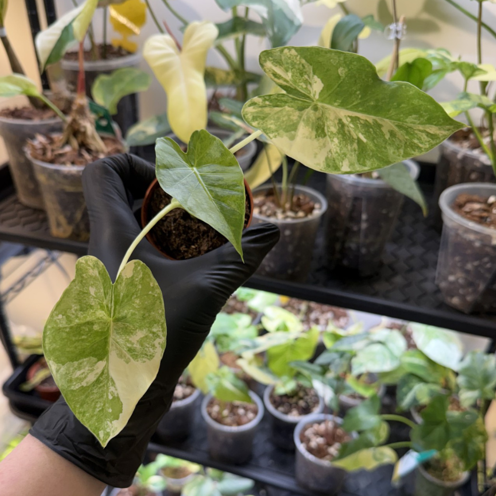 Alocasia odora 'Variegated'
