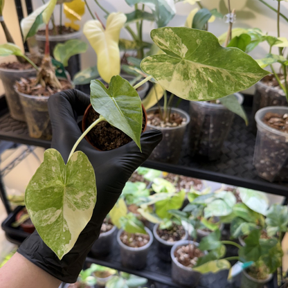 Alocasia odora 'Variegated'