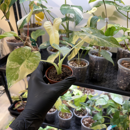 Alocasia odora 'Variegated'