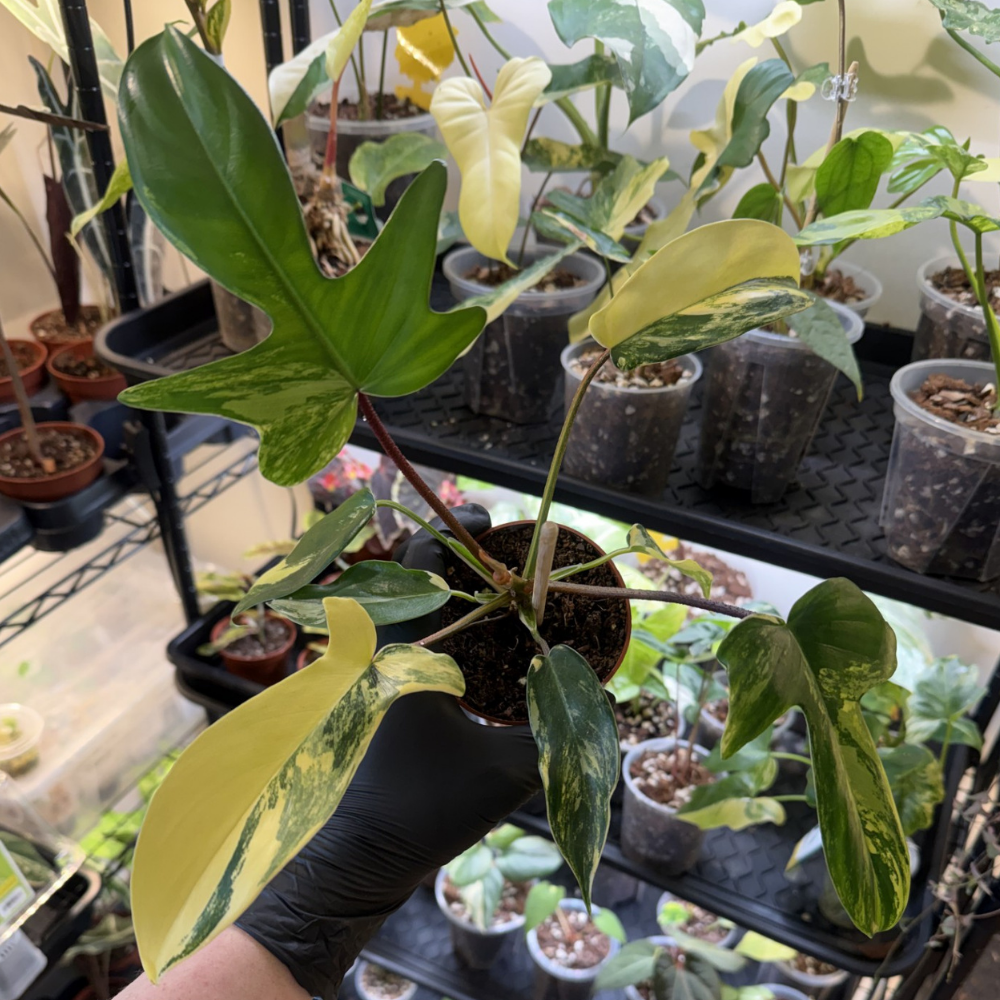 Philodendron 'Florida Beauty'