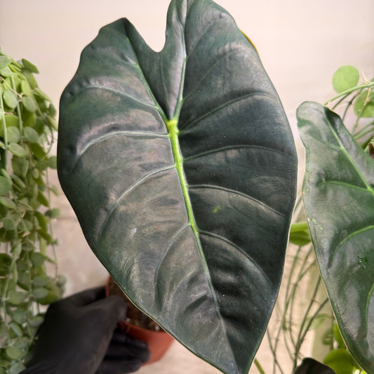 Alocasia 'Golden Bone' 12cm - #3
