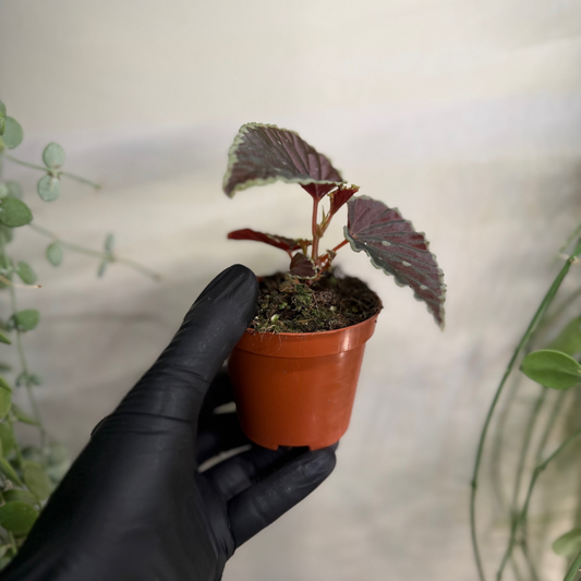 Begonia darthvaderiana 'Green Spots' 8cm - #4